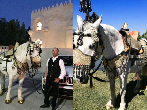 Baraat Horses