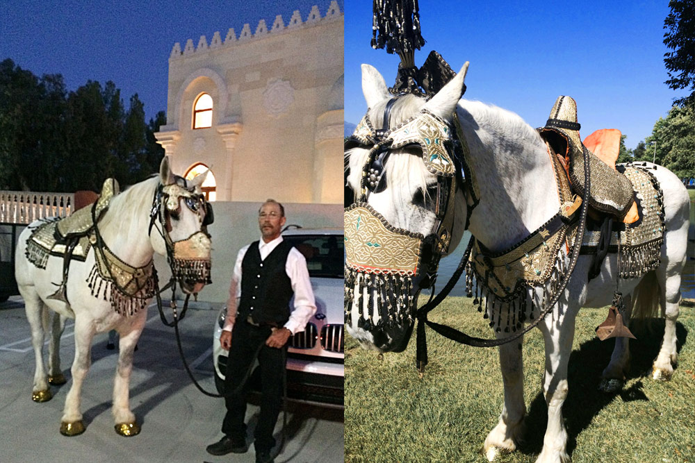 Baraat Horses