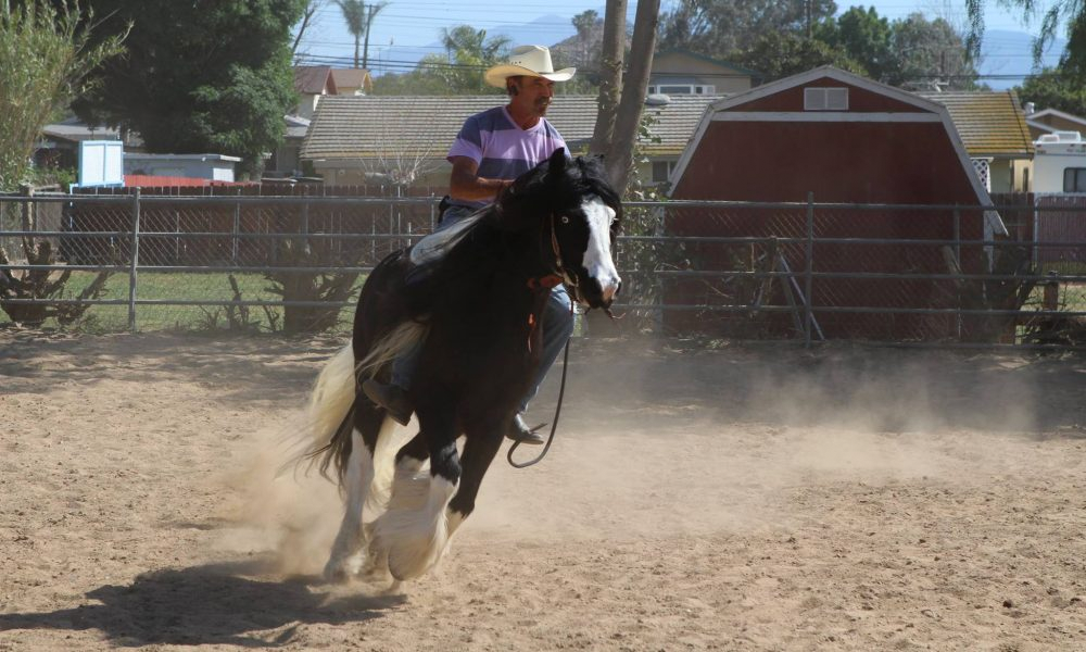 Horseman Buddy Liblin